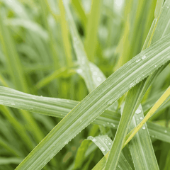 RAW MATERIAL - LEMONGRASS