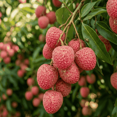 RAW MATERIAL - LYCHEES