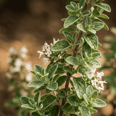 RAW MATERIAL - MARJORAM