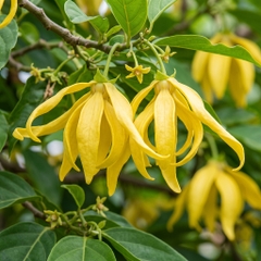 YLANG YLANG ESSENTIAL OIL