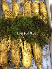 NHÂN SÂM TƯƠI LOẠI 9 CỦ/1KG