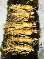 NHÂN SÂM TƯƠI LOẠI 6 CỦ/1KG
