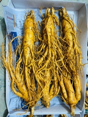 NHÂN SÂM TƯƠI LOẠI 6 CỦ/1KG