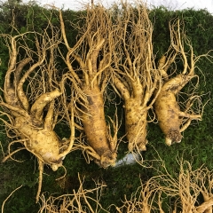 NHÂN SÂM TƯƠI LOẠI 4 CỦ/1KG