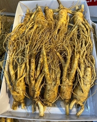 NHÂN SÂM TƯƠI LOẠI 10 CỦ/1KG