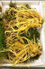 NHÂN SÂM TƯƠI LOẠI 2 CỦ/950G