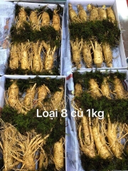 NHÂN SÂM TƯƠI LOẠI 8 CỦ/1KG