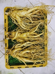 NHÂN SÂM TƯƠI LOẠI 3 CỦ/1KG