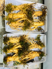 NHÂN SÂM TƯƠI LOẠI 5 CỦ/1KG