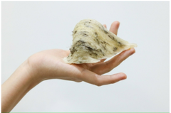 Sản phẩm yến thô