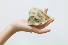 Sản phẩm yến thô