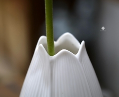 Bình hoa sen gốm trắng