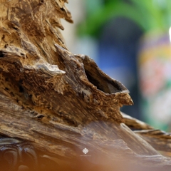 Trầm cảnh dòng chảy thanh danh