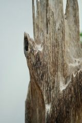 Trầm cảnh vườn đại sơn