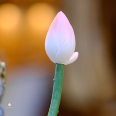 Tượng đồng Hồng Liên Viên Giác