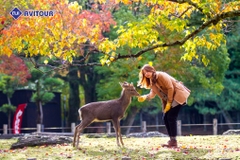 Du lịch Nhật Bản 2023| Osaka – Nara - Kyoto – Fuji Moutain – Oshino Hakkai – Tokyo