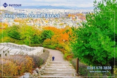 Du Lịch Hàn Quốc Mùa Thu Lễ 2/9/2026: Seoul City - Nami Island - Du thuyền Sông Hàn - Công Viên Seoul Forest - Làng Ikseon Dong - Tắm Sauna - Coex Starfield - Everland