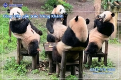 Du Lịch Trùng Khánh 2026: Trùng Khánh - Thành Đô - Cửu Trại Câu - Trượt Tuyết Kỳ Hiệp Câu