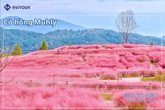 Du lịch Hàn Quốc 2026: Hà Nội - Busan - Gyeongju - Seoul - Đảo Nami - Tàu Điện Ven Biển Haeundae - Cỏ Hồng Muhly - Làng Văn Hóa Huinnyeoul