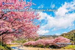 Du lịch Nhật Bản (Tết Nguyên Đán): Tour Tokyo - Phú Sĩ - Kyoto - Osaka từ Hà Nội 2026