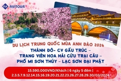 Du lịch Trung Quốc Mùa Anh Đào 2024| Thành Đô - Cv Gấu Trúc - Trang Viên Hoa Hải - Cửu Trại Câu - Phố Mi Sơn Thủy – Lạc Sơn Đại Phật