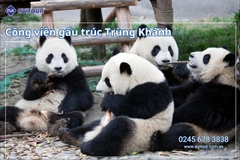 Du lịch Trung Quốc: Tour Trùng Khánh - Từ Khí Khẩu cổ trấn - Hồng Nhai Động - Công viên gấu trúc - Tịnh Thổ A Bá - Ngõ rộng ngõ hẹp - Thành Đô - Cửu Trại Câu từ Hà Nội 2025
