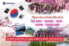 Ngắm hoa anh đào Hàn Quốc 2024| Hà Nội - Seoul - Jeju - Nami - Everland