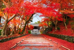 Cung đường vàng mùa lá đỏ Nhật Bản 2022 (6 ngày 5 đêm) Bay Vietnam Airlines