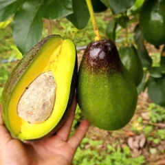 Bơ Tứ Quý Hữu Cơ ĐH