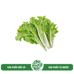Cải Bẹ Dúng Hữu Cơ Quỳnh Lâm
