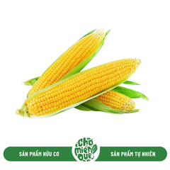 Bắp ngọt hữu cơ  - Trái
