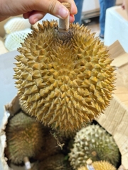 Sầu riêng Thái Tami