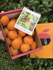 TPO - Quýt SIM cơ bản 2,5KG