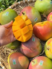 Xoài ÚC Sx Hữu Cơ