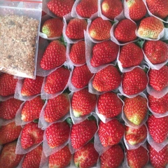 Dâu tây 300g