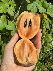 TPO - SAPOCHE Sx Hữu Cơ