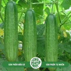 Dưa leo Sunny VT - Kg