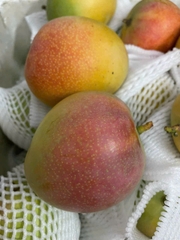 Xoài ÚC Sx Hữu Cơ