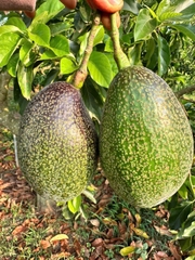 TPO - Bơ Kim Cương Đen