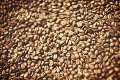 Robusta
