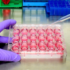 Phiến nuôi cấy tế bào 12 giếng, tiệt trùng 1 cái/túi (Cell Culture Plates), mã 07-6012, Biologix-USA