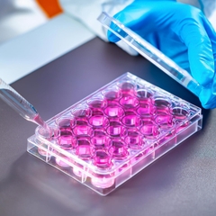 Phiến nuôi cấy tế bào 6 giếng, tiệt trùng 1 cái/túi (Cell Culture Plates), mã 07-6006, Biologix-USA