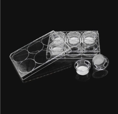 Buồng nuôi cấy tế bào 24mm, màng PC lỗ 5.0µm, 6 giếng (Cell culture chamber), LabSelect tekcovina