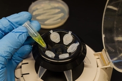 Ống ly tâm-Ống Eppendorf (Microcentrifuge Tubes), hộp 500 chiếc, hãng Biologix-USA