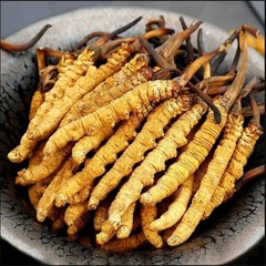 Đông trùng tự nhiên