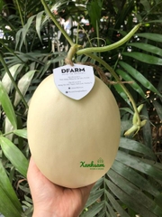 Dưa Lê BẠCH NGỌC hướng hữu cơ - DFarm - Gia Lâm