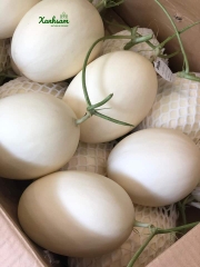 Dưa Lê BẠCH NGỌC hướng hữu cơ - DFarm - Gia Lâm