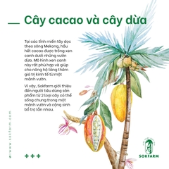 Hạt CACAO & Mật HOA DỪA CẠN tự nhiên - SOKFARM - Trà Vinh - 75gr