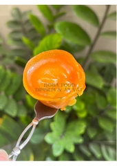 Há Cảo Cá Hồi 25G