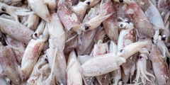 LOLIGO SQUID SKIN ON/ SKIN OFF